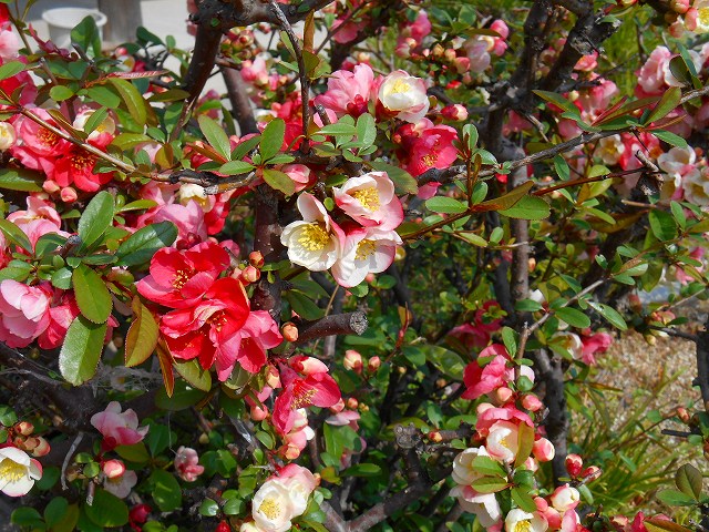 DSCN2489