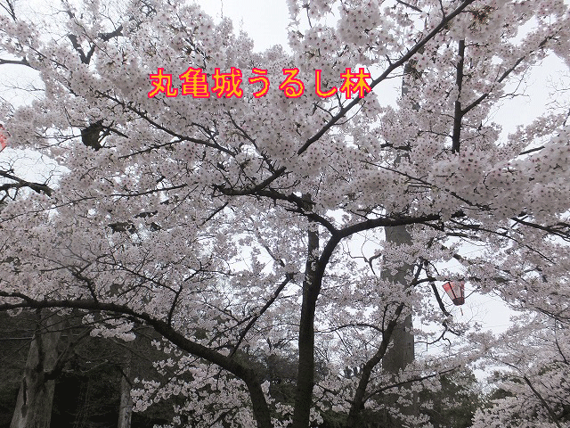 DSCF1305